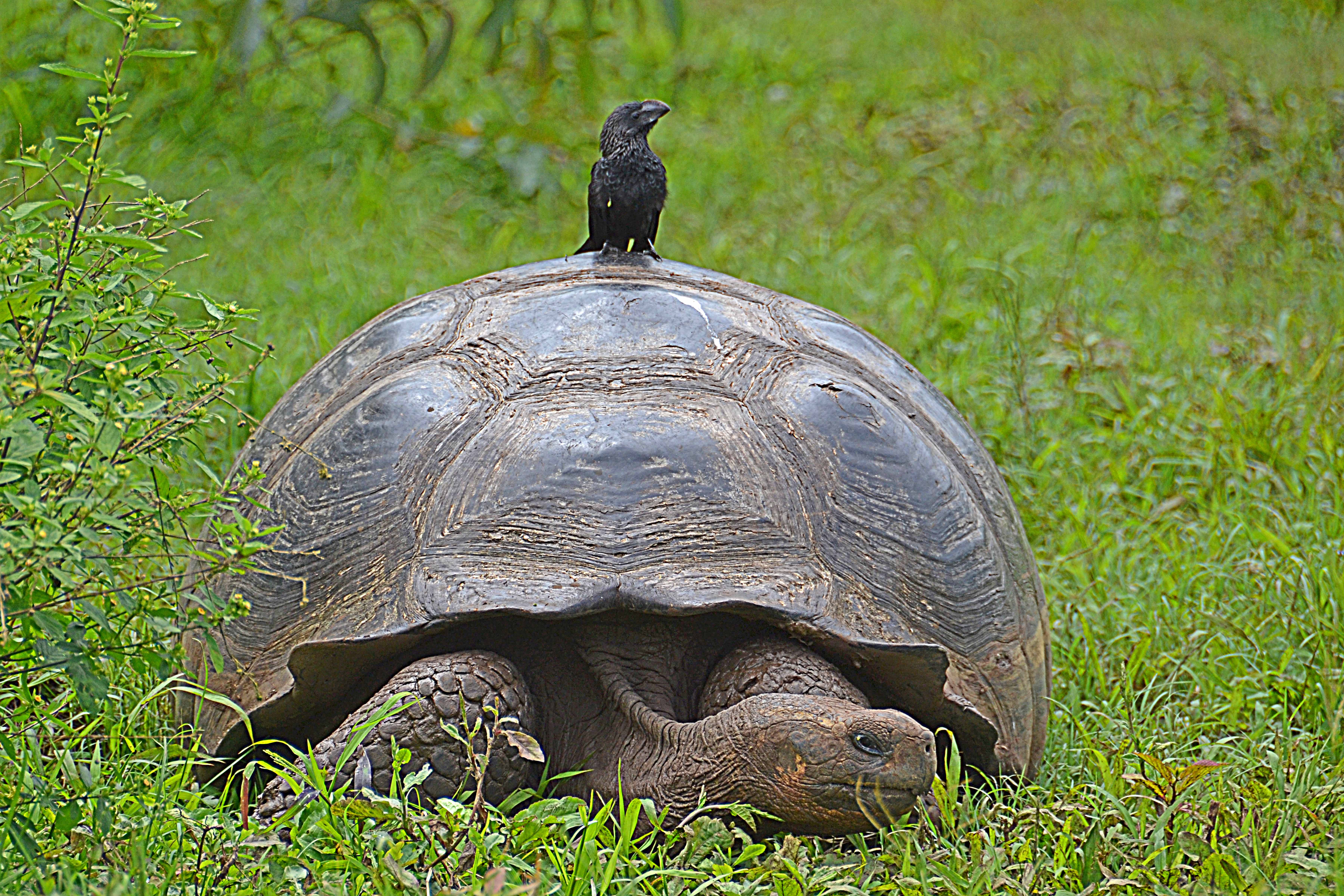 [Darwin Day] The Galapagos tortoise shares a mutualistic relationship