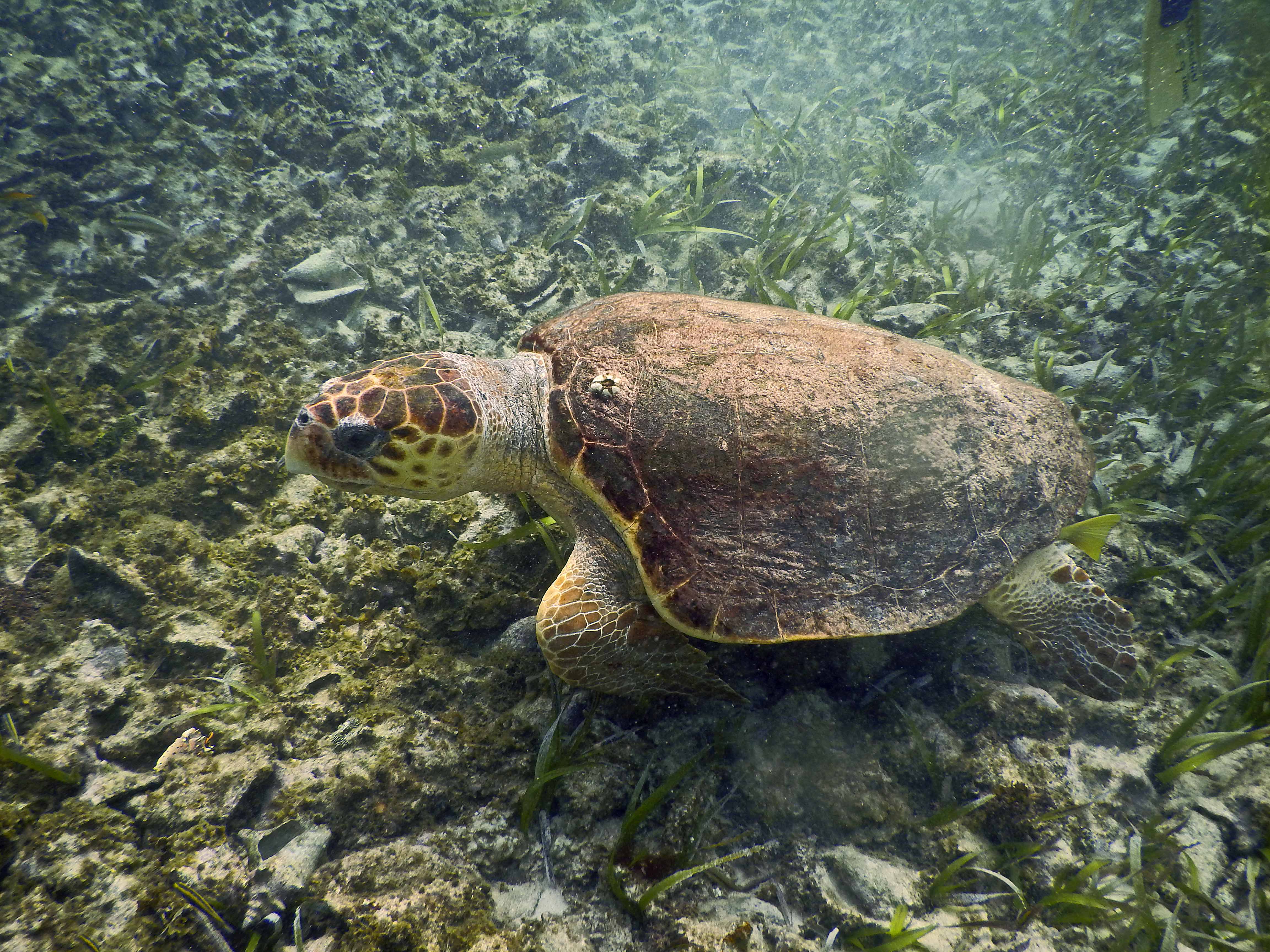 loggerhead turtle